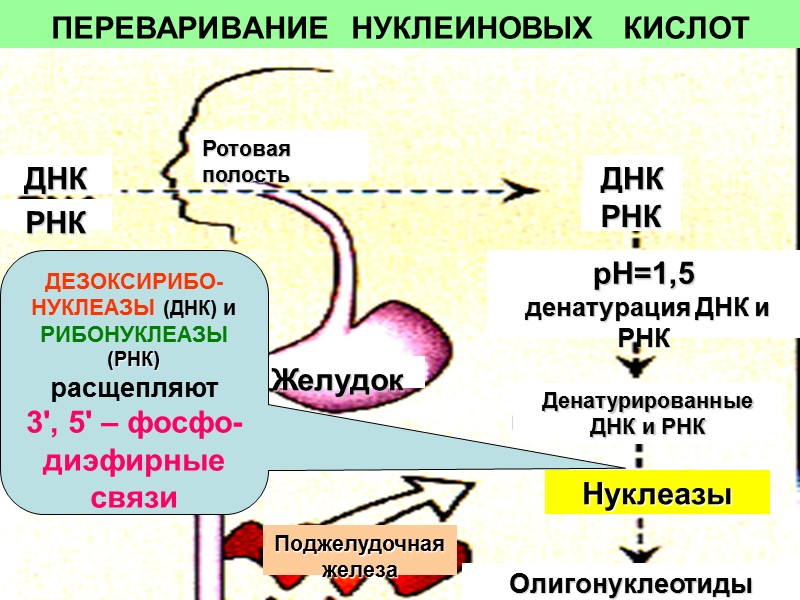 ПЕРЕВАРИВАНИЕ  НУКЛЕИНОВЫХ   КИСЛОТ Ротовая полость ДНК РНК ДНК РНК Желудок Поджелудочная